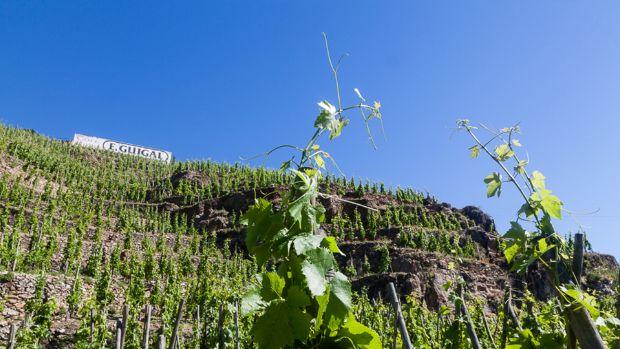 E.Guigal - Image 3 E.Guigal - Image 3